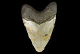 Fossil Megalodon Tooth - North Carolina #124450-2